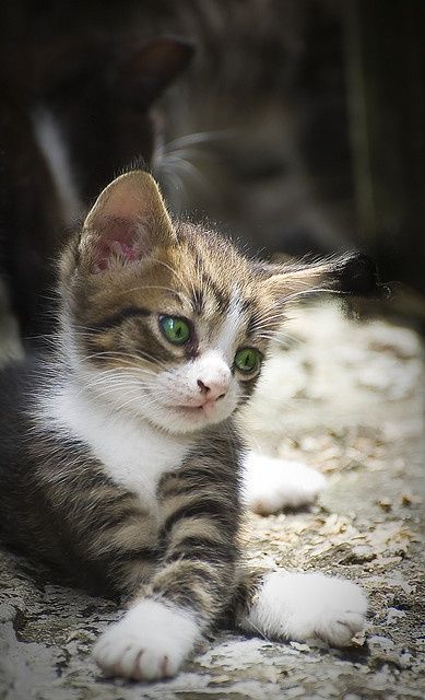 可愛い猫画像ブログ(1048)