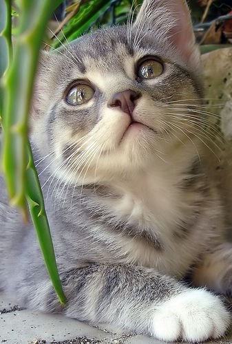 可愛い猫画像ブログ(776)