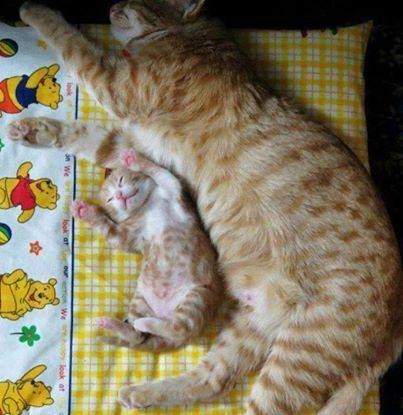 可愛い猫画像ブログ(1343)