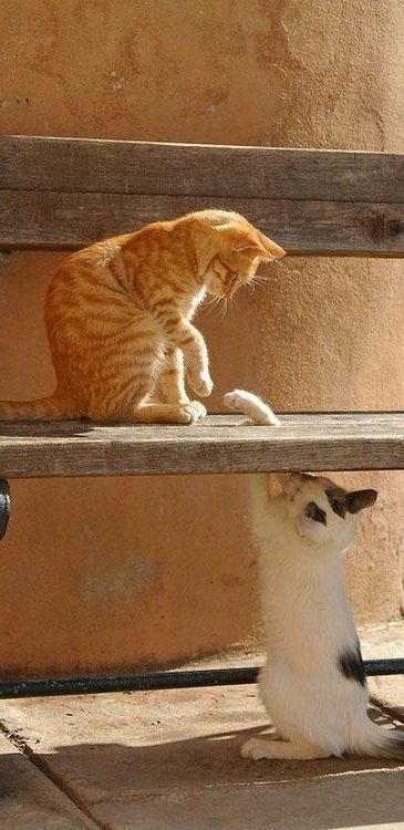 可愛い猫画像ブログ(1259)