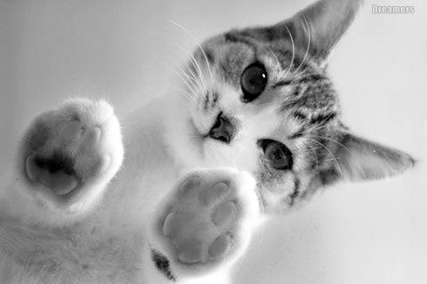 可愛い猫画像ブログ(961)