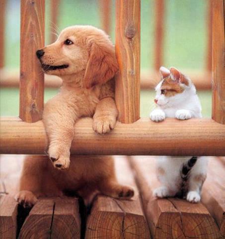 可愛い猫画像ブログ(984)