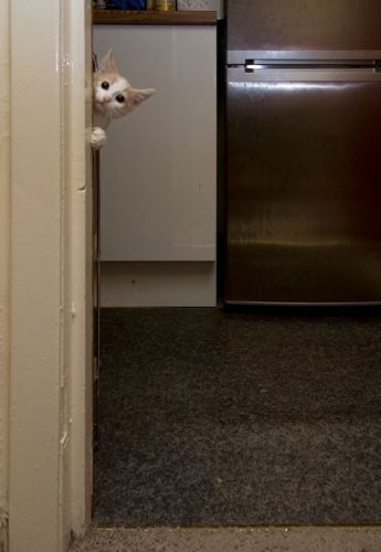 可愛い猫画像ブログ(750)