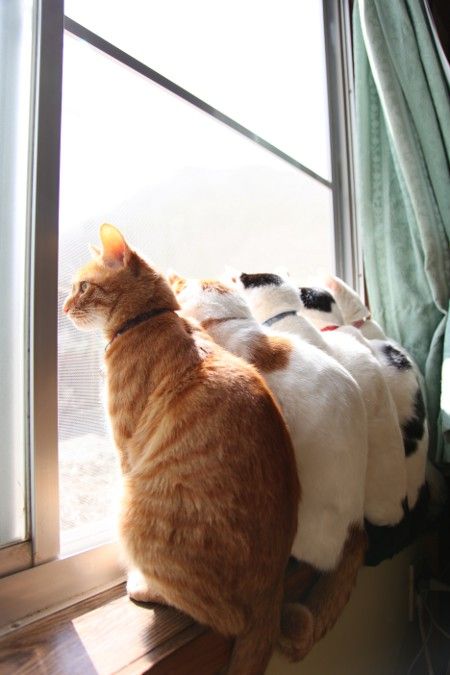 可愛い猫画像ブログ(1237)