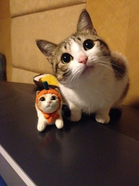 可愛い猫画像ブログ(1138)