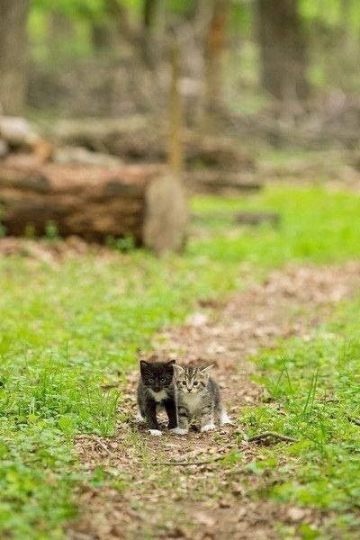 可愛い猫画像ブログ(1250)