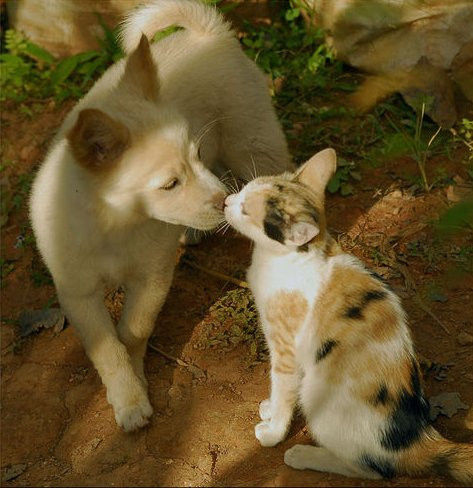 可愛い猫画像ブログ(1272)