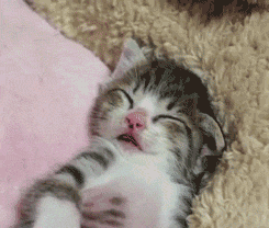 tumblr_lt6rpvrUwg1qdjhbwo1_250