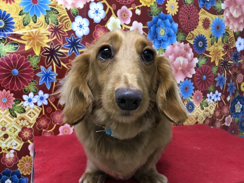 mi