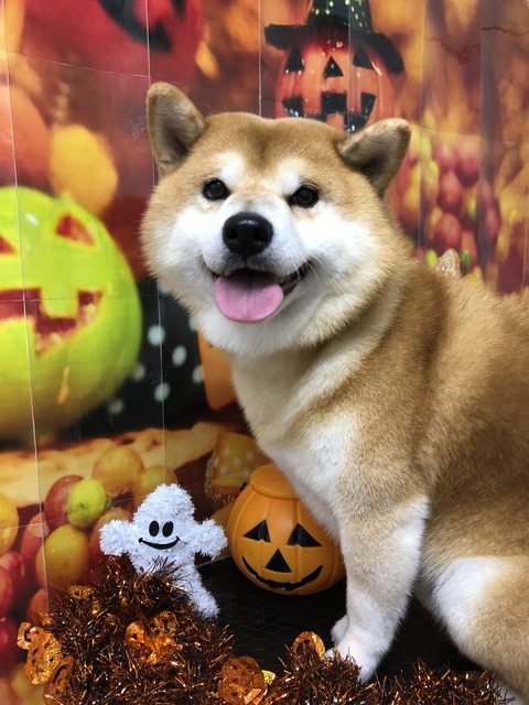 ryu