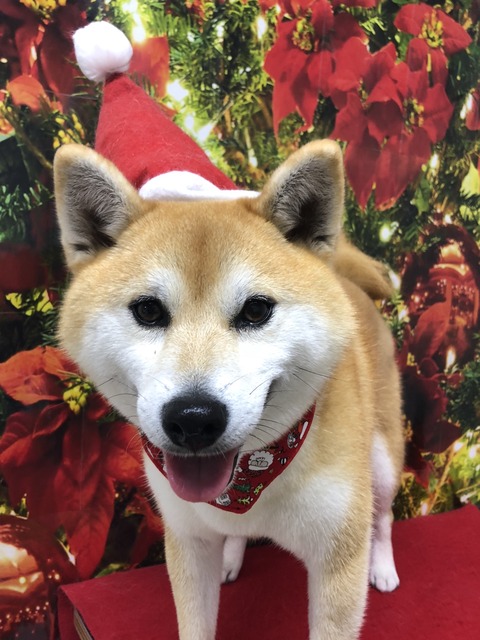 maro