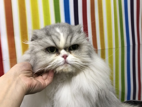 ma