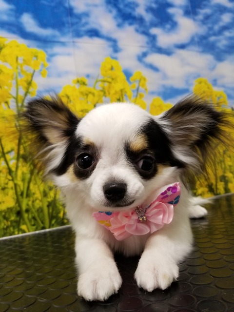 HANA