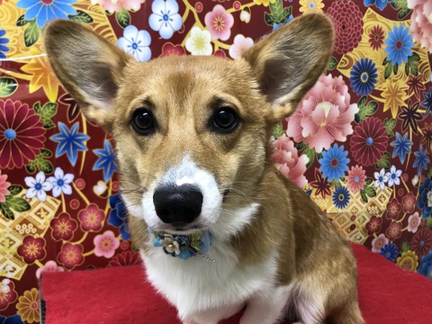 て