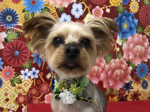 kote