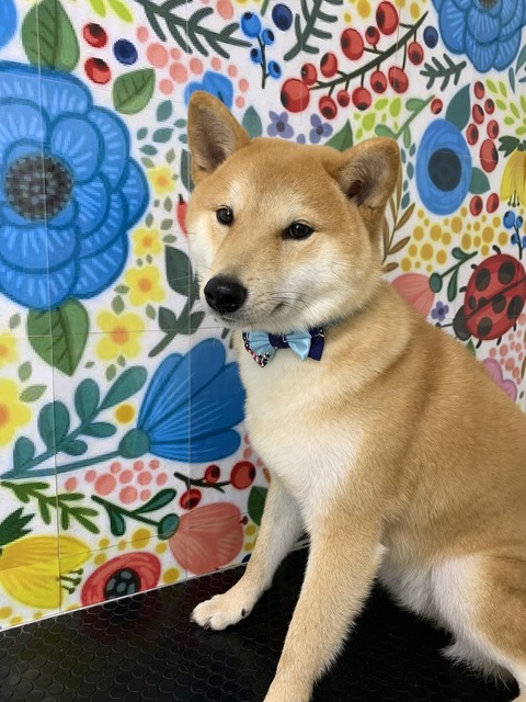 ken
