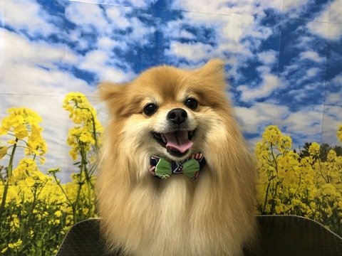 ruru