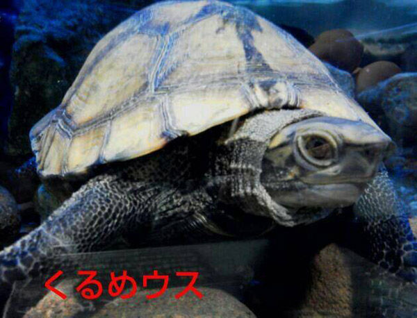 ニホンイシガメ9