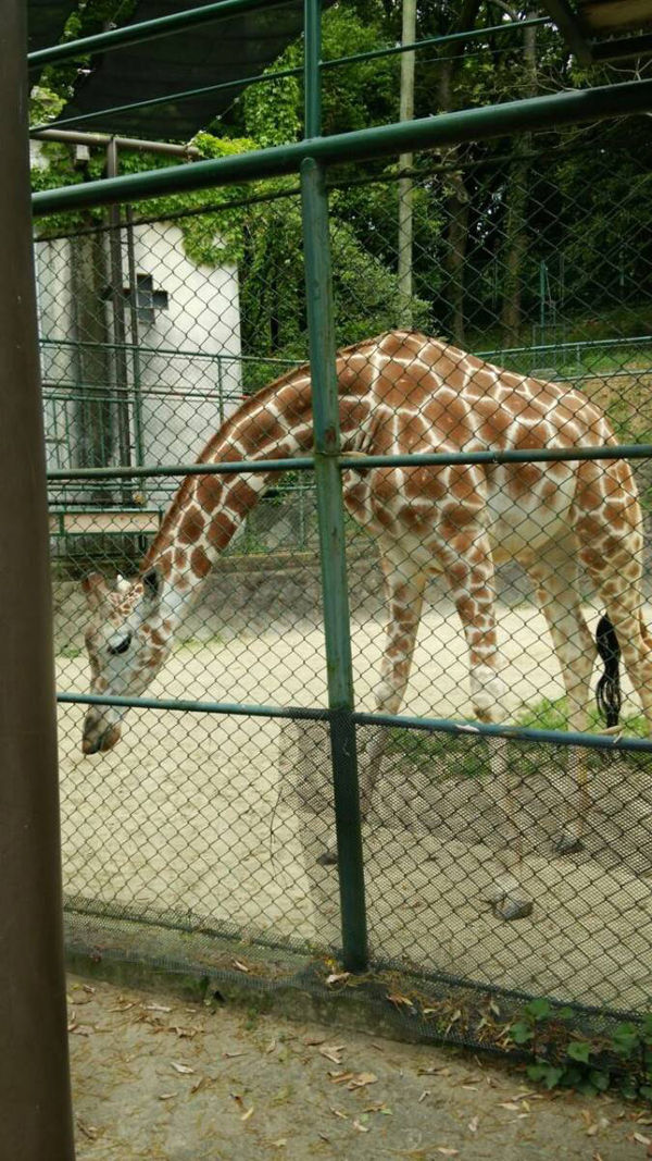 福岡市動物園1