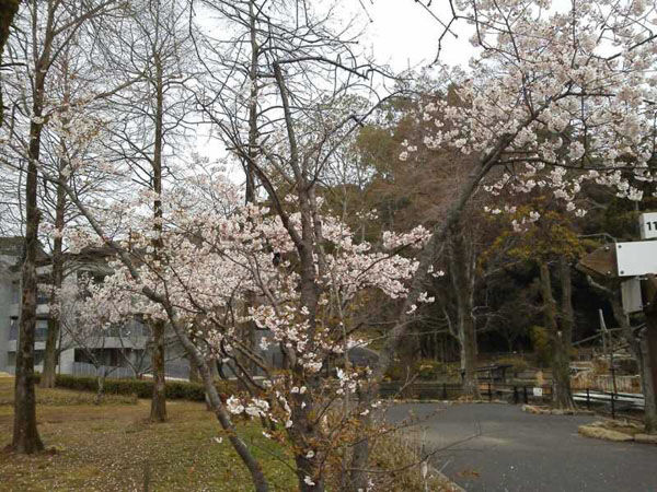 佐世保の桜