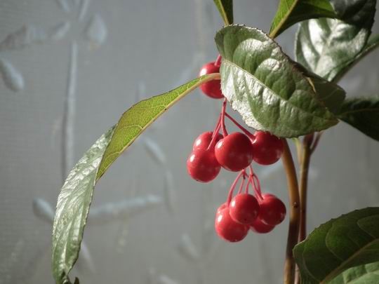 2011_1211AB十両
