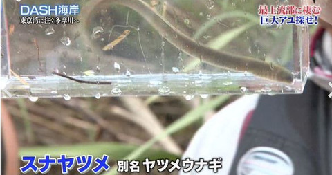 tokio 古代サメ捕獲 (2)