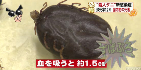まだに
