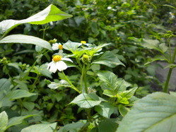 DSCN2710