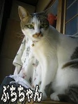 warakaiprof161