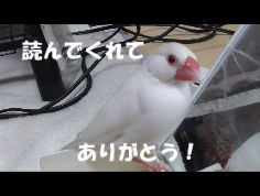 BlogPaint