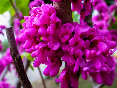 ハナズオウ(花蘇芳)