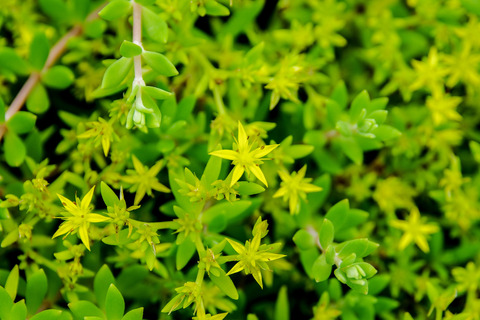 コモチマンネングサ