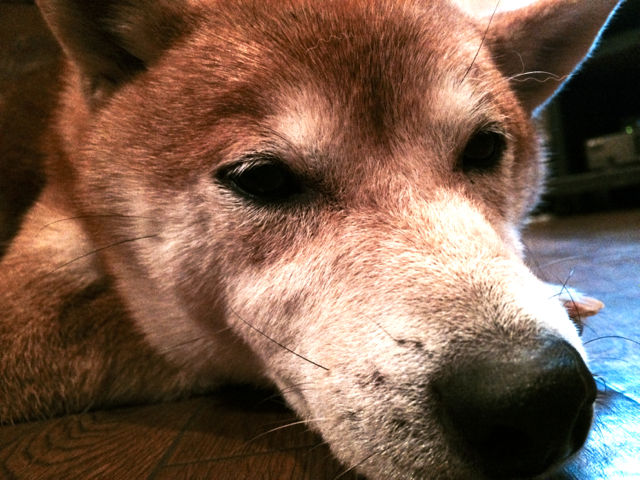 こすずとこてつのは1