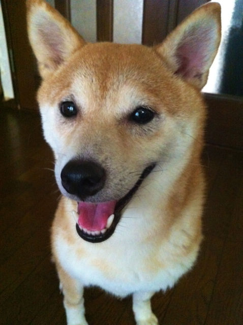 こてつとこすずのねーーー1