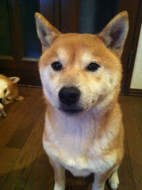 こてつとこ1