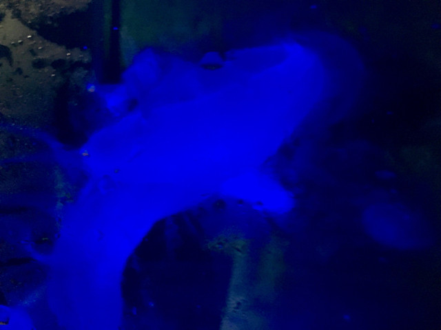 がま - 4