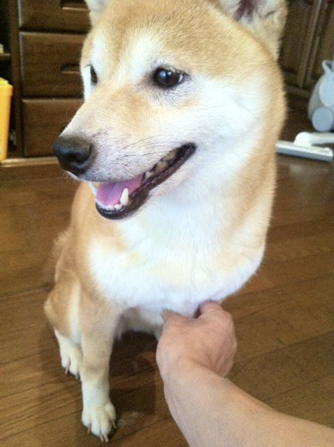 こてつとこすずのね1