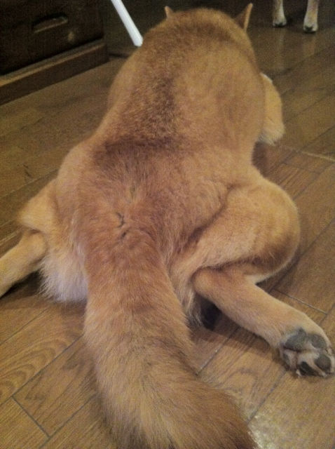 こてつと1