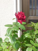 秋薔薇