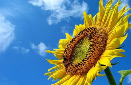 夏