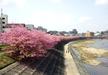 IMGP3237 (2)
