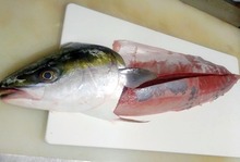 ハマチ