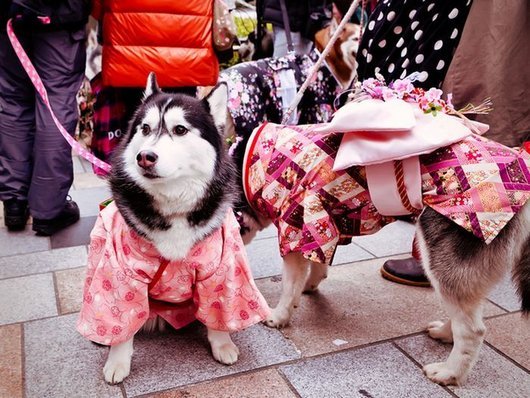 crazy-fashion-of-dogs-in-japan1