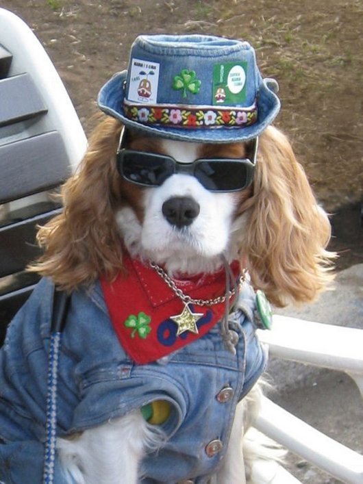 crazy-fashion-of-dogs-in-japan17