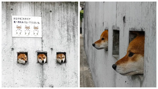 Japan-Shiba-Inu-Wall-Tourist-Attraction-1