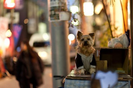 crazy-fashion-of-dogs-in-japan21