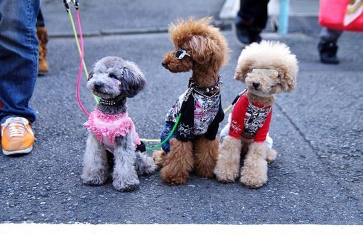 crazy-fashion-of-dogs-in-japan24