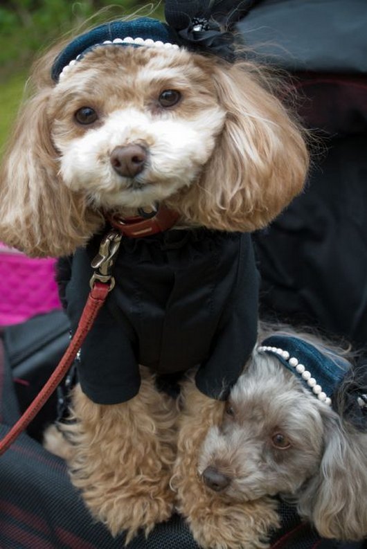 crazy-fashion-of-dogs-in-japan10