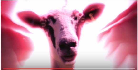 dragonsheep