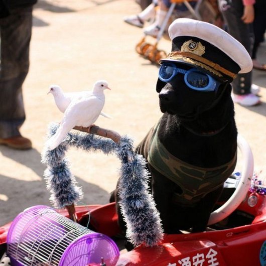 crazy-fashion-of-dogs-in-japan20